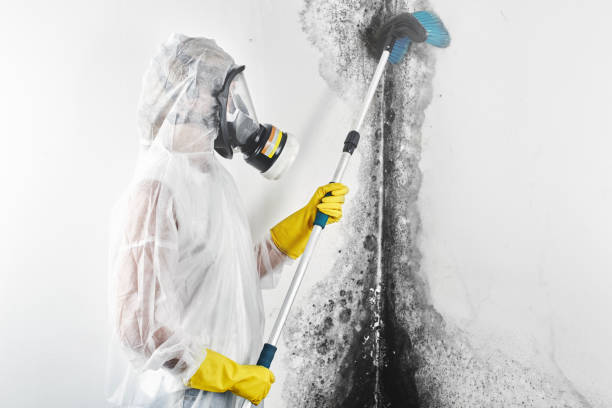 Best Mold Removal for HVAC Installations  in Doral, FL
